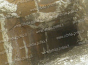 05_Canna fumaria